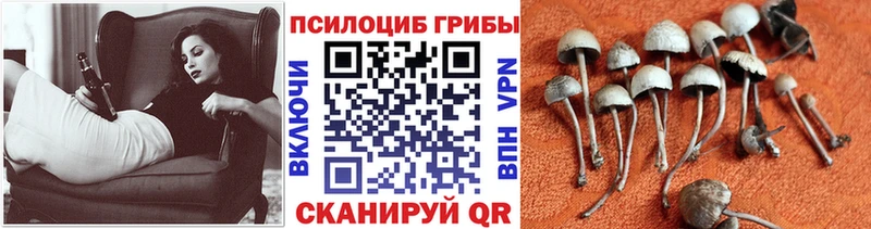 кракен   Михайловск  Псилоцибиновые грибы MAGIC MUSHROOMS 